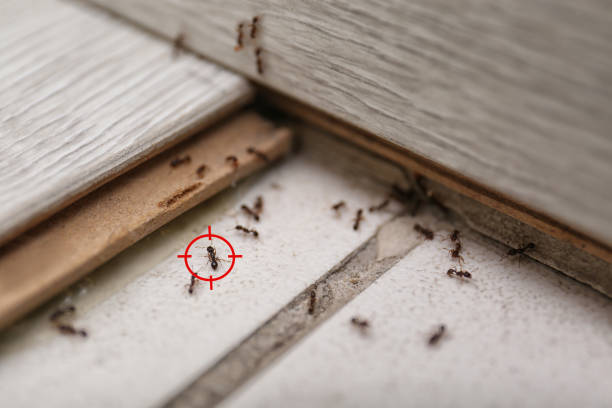 Best Pest Prevention Services  in James Island, SC